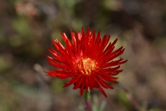 Lampranthus coccineus