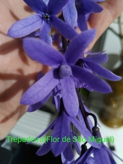 Petrea volubilis
