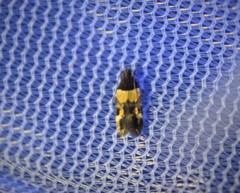 Triclonella determinatella