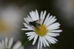 Helina cilipes