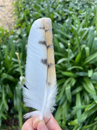 View observation of {o.common_name} on iNaturalist