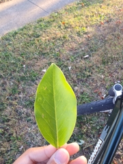 Magnolia