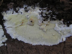 Gloeoporus pannocinctus