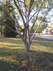 Magnolia