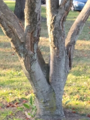 Magnolia