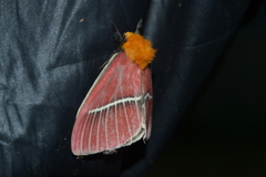 Pseudodirphia menander