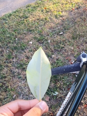 Magnolia