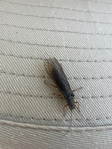 iNaturalist observation photo of Pteronarcella