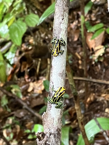 Variable Poison Frog, Ranitomeya variabilis