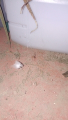 Araneae