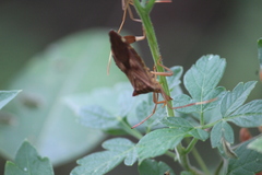 Melucha quadrivittis