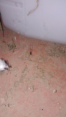 Araneae
