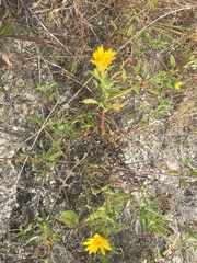Grindelia lanceolata