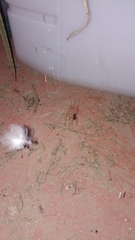 Araneae