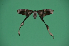 Copiopteryx semiramis image