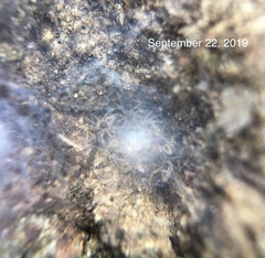 Oecobius maculatus