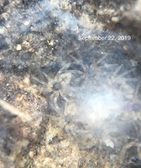 Oecobius maculatus