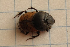 Onthophagus gibbulus