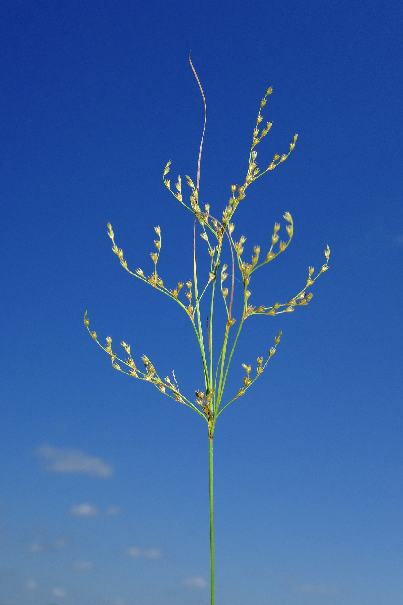 Juncus anthelatus