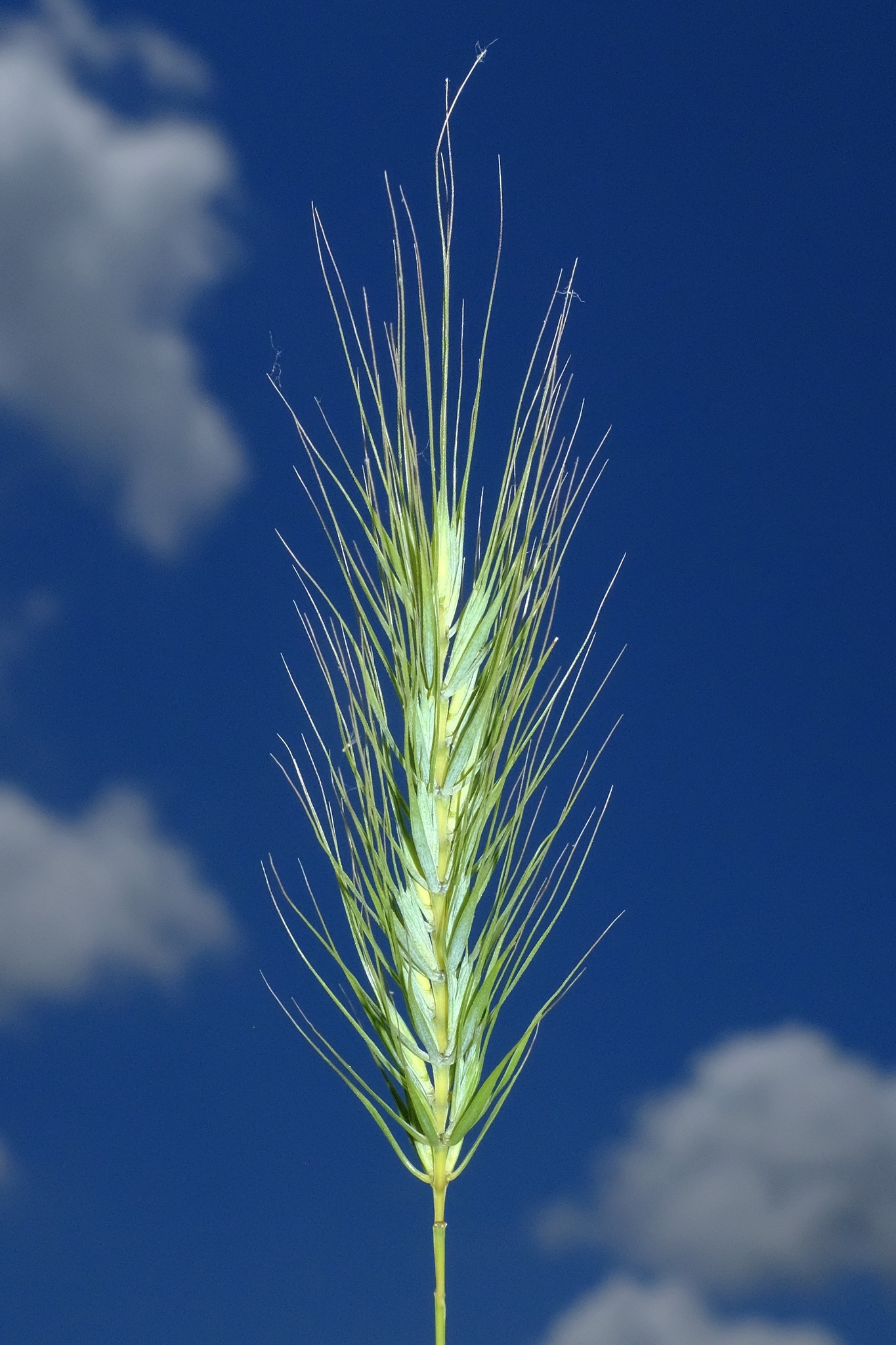Elymus glabriflorus