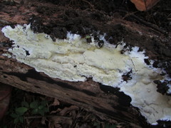 Gloeoporus pannocinctus