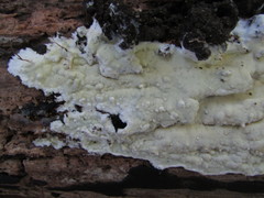 Gloeoporus pannocinctus