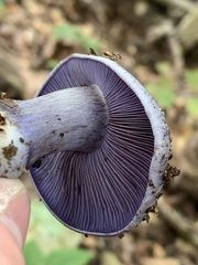 Phlegmacium velicopium