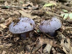 Phlegmacium velicopium