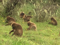 Theropithecus gelada