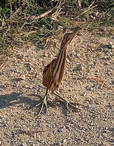 Avetorillo común (Ixobrychus minutus)