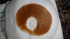 Phlegmacium velicopium