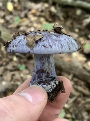 Phlegmacium velicopium