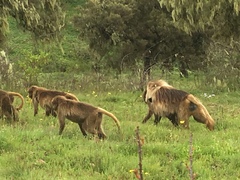 Theropithecus gelada