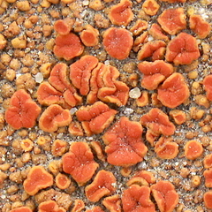 Polycauliona bolacina