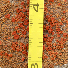 Polycauliona bolacina