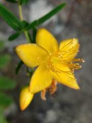 Hypericum nagasawae