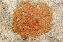 Polycauliona bolacina