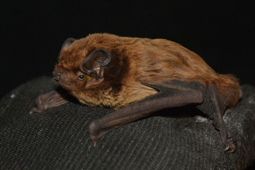 Lesser Noctule, photo 1 of 10