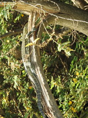 Varanus niloticus