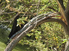 Varanus niloticus