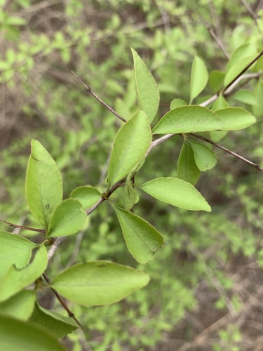 Gymnosporia mossambicensis image