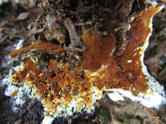 Botryobasidium simile