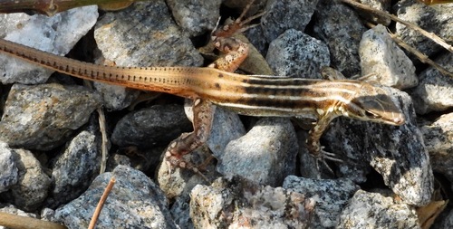 Crawford-Cabral’s bushveld lizard, Heliobolus crawfordi