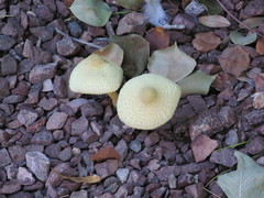 Leucocoprinus