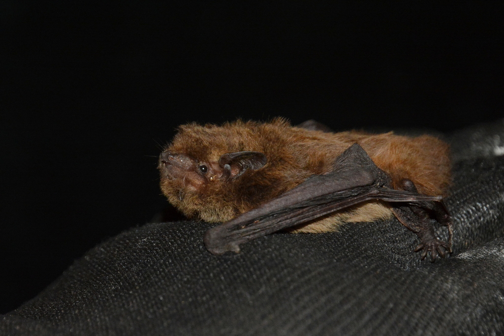 Nathusius's Pipistrelle
