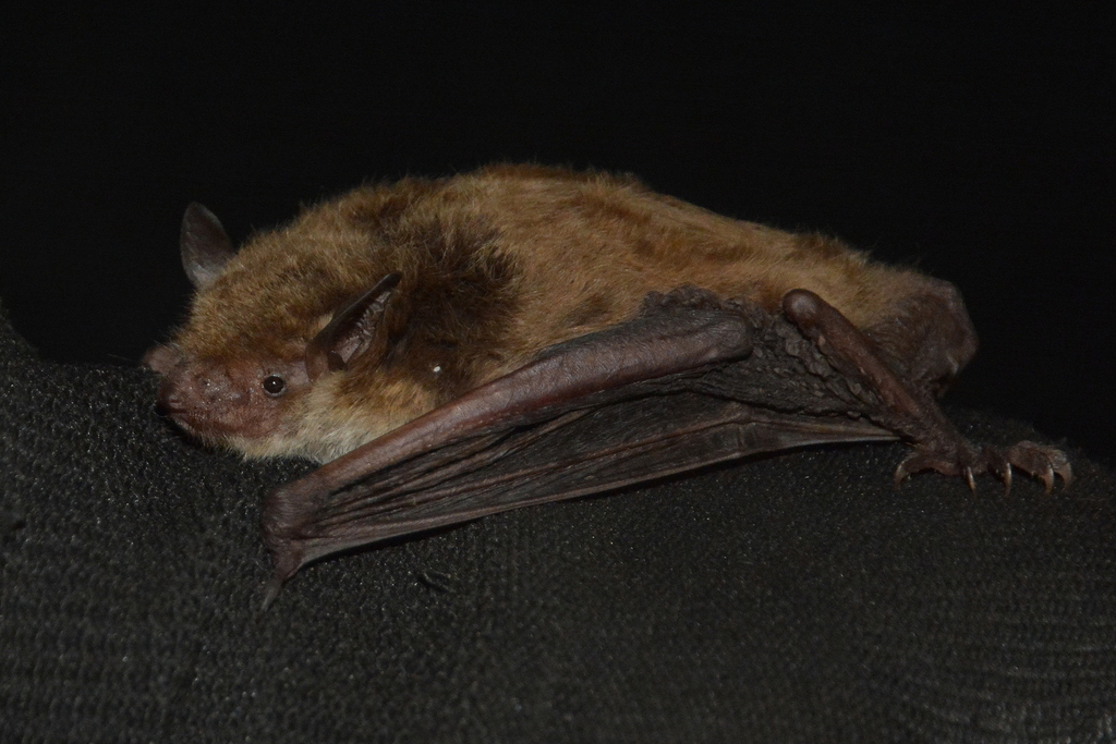 Pond Bat