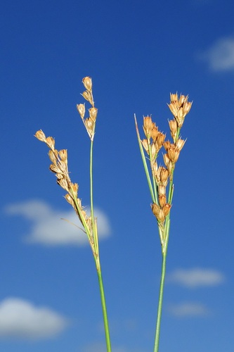 Tuftedstem rush (Juncus brachyphyllus)