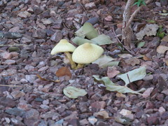 Leucocoprinus