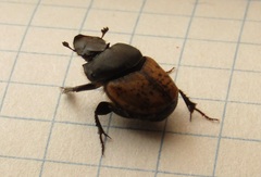 Onthophagus gibbulus