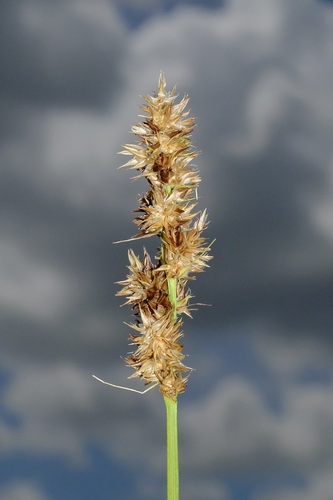Oklahoma sedge (Carex oklahomensis)